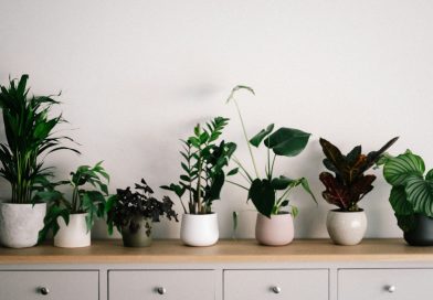 Evin Enerjisini Artıran Bitkiler ve Kullanım Alanları